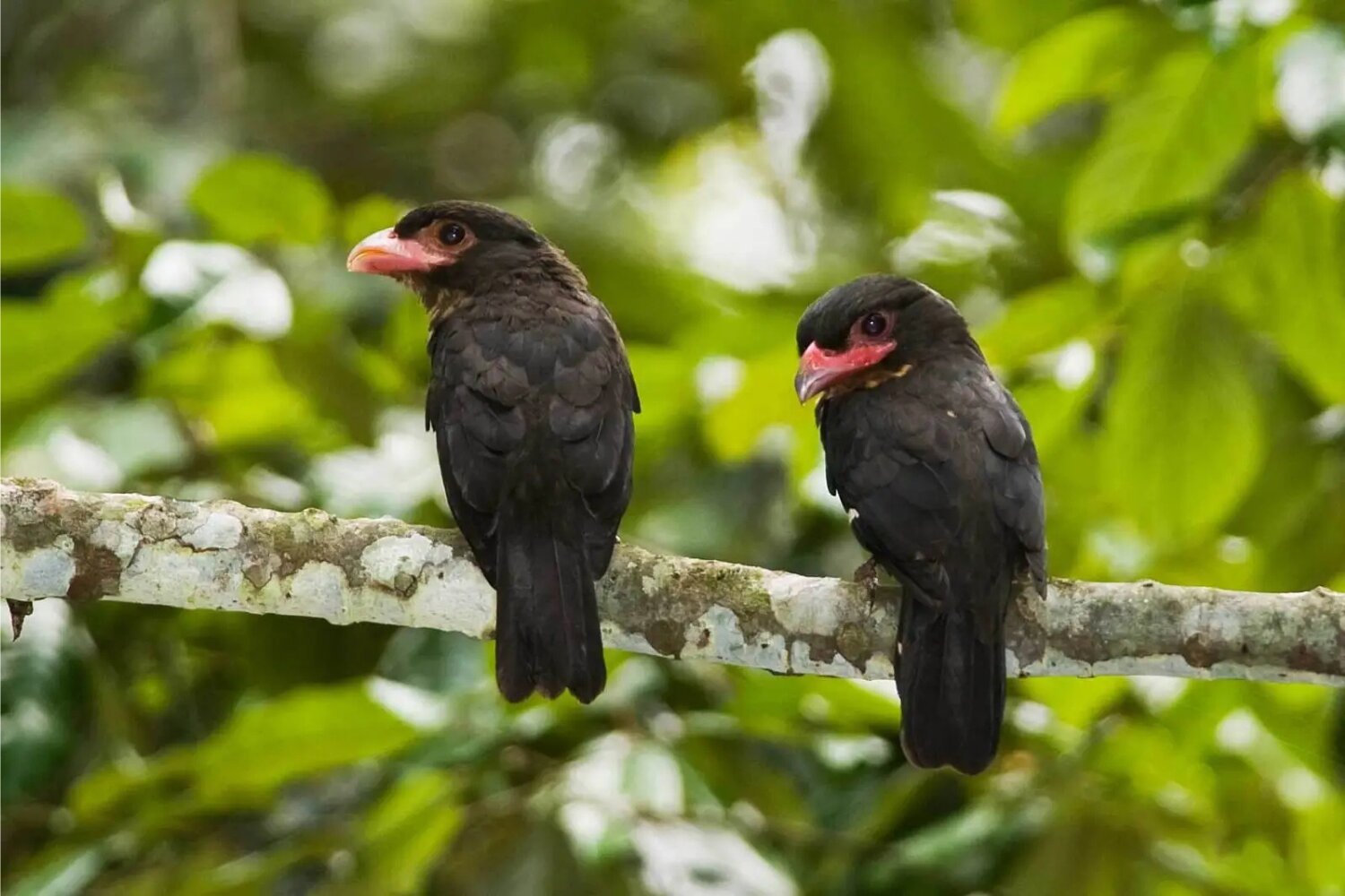 Dusky broadbills have a somewhat chunky appearance, with dark brown to blackish plumage that blends into the forest shadows.